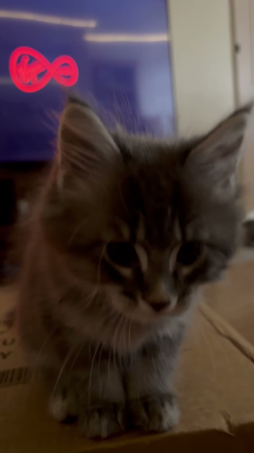 Maine Coon cats for sale: Silver grey striped in Liverpool - Video 1