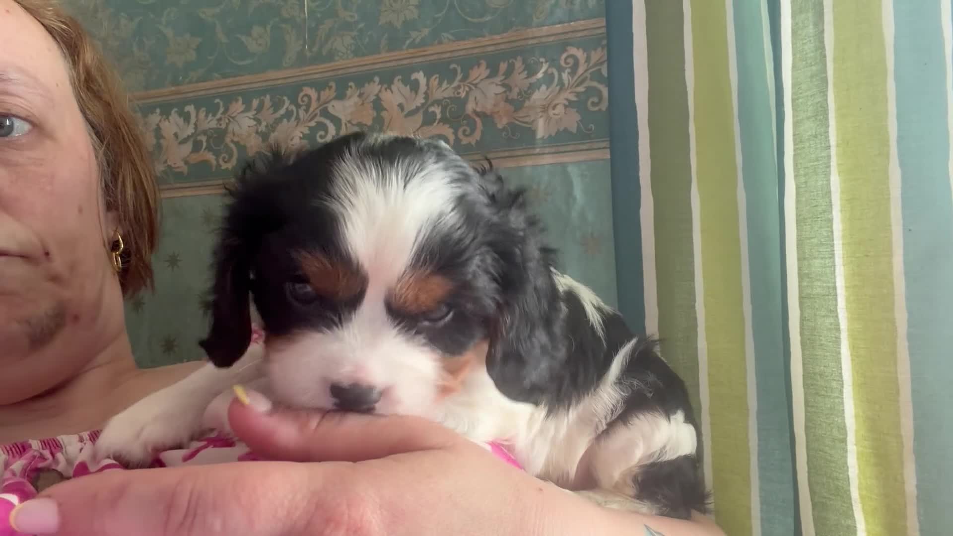 Cavalier King Charles Spaniel dogs for sale: 7 week old King Charles spaniel - Video 1
