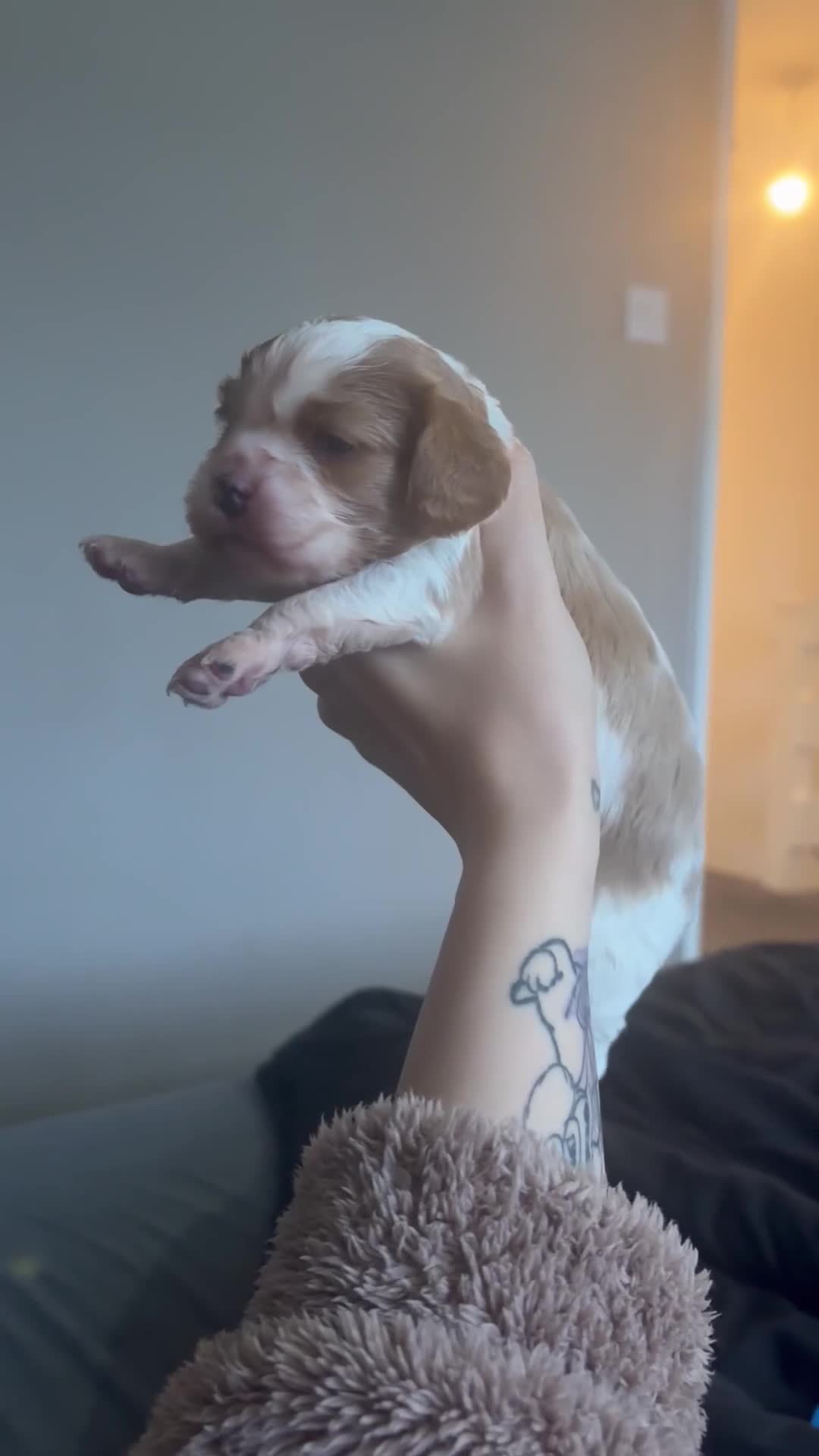 Cavalier King Charles Spaniel dogs for sale: Beautiful KC Registered Cavalier King Charles Pups - Video 1