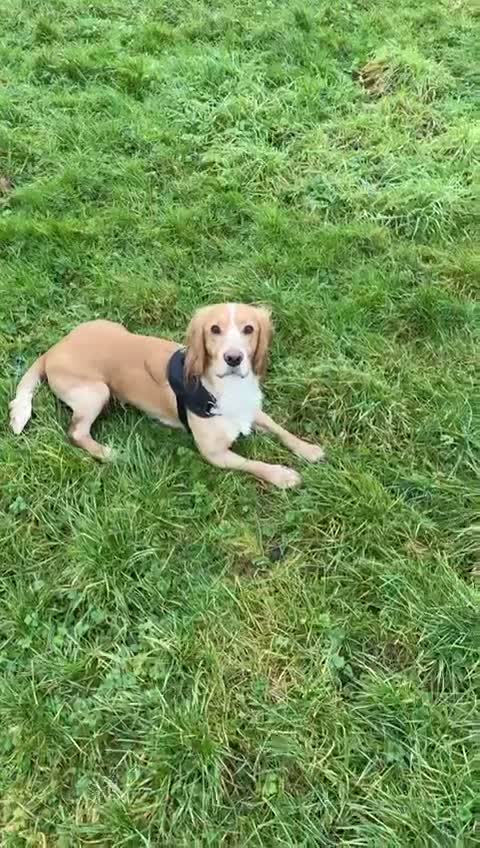 Cocker Spaniel dogs for sale: Marley Our Working Cocker Spaniel🧡 - Video 1