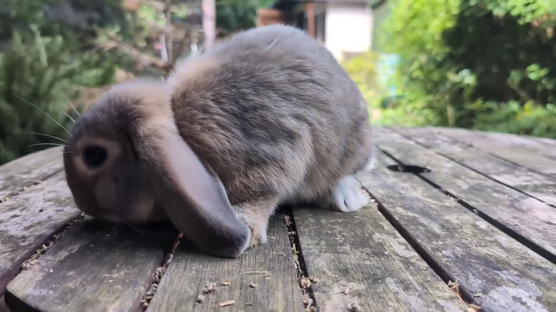 Mini Lop rabbits for sale: Beautiful mini lop babies ready for new homes - Video 4