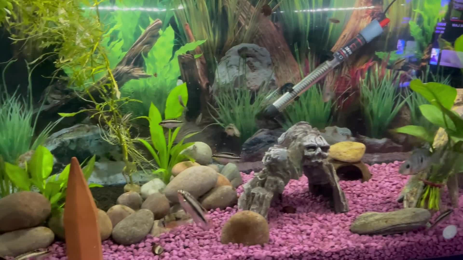 Cichlids fish for sale: Kribensis Fry (2-4cm) - Healthy Home Bred  in Stourbridge - Video 2