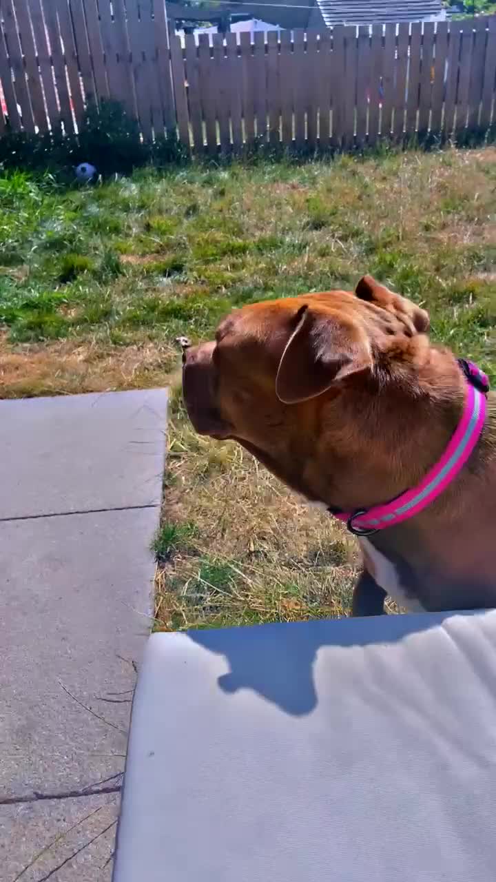 American Bulldog dogs for sale: Female 2 year old American bulldog in Liversedge - Video 1