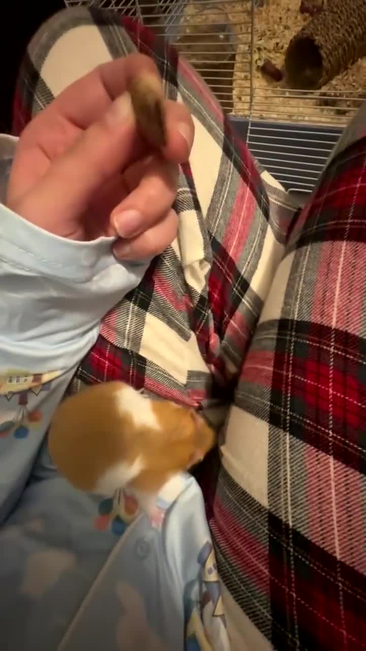 Hamster rodents for sale: syrian hamster  - Video 2