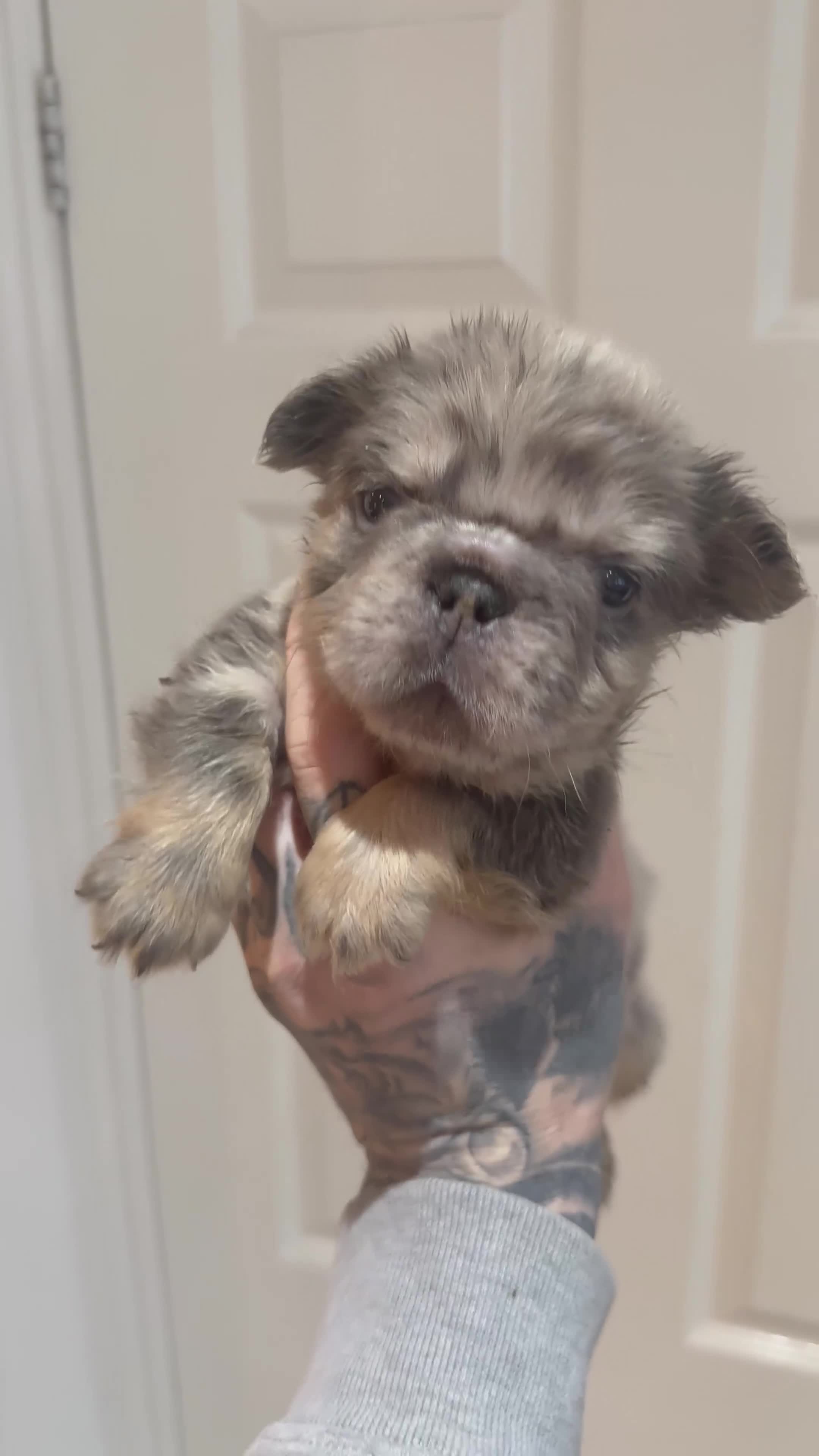 French Bulldog dogs for sale: RARE FLUFFY FRENCHIES! LAST 3 LEFT!!!! - Video 2