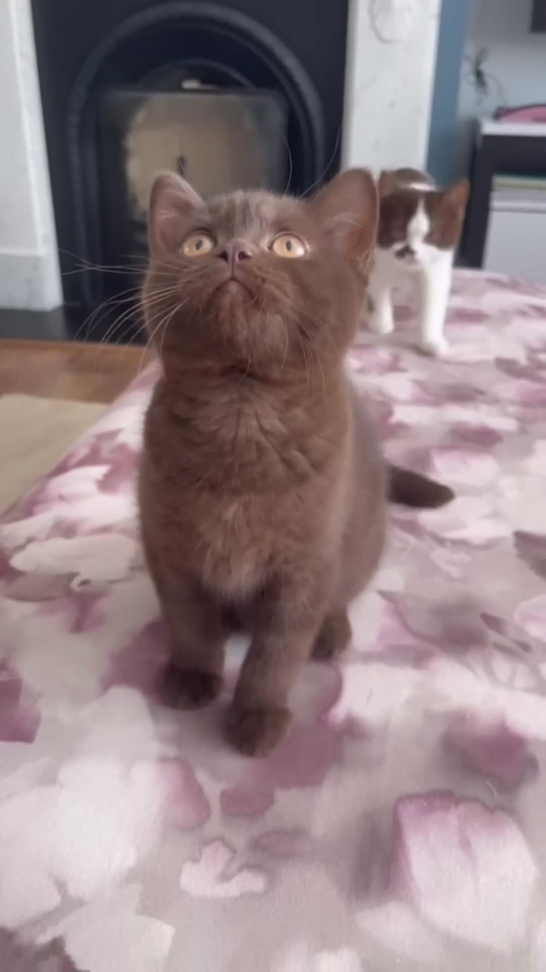 British Shorthair cats for sale: ⭐ GCCF Active Chocolate Female Kitten - Video 1