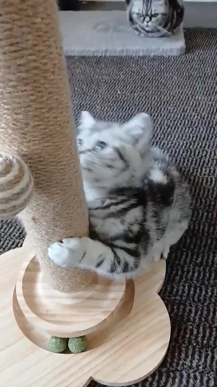 British Shorthair cats for sale: Bsh.Silver Classic  Tabby. GCCF. - Video 3
