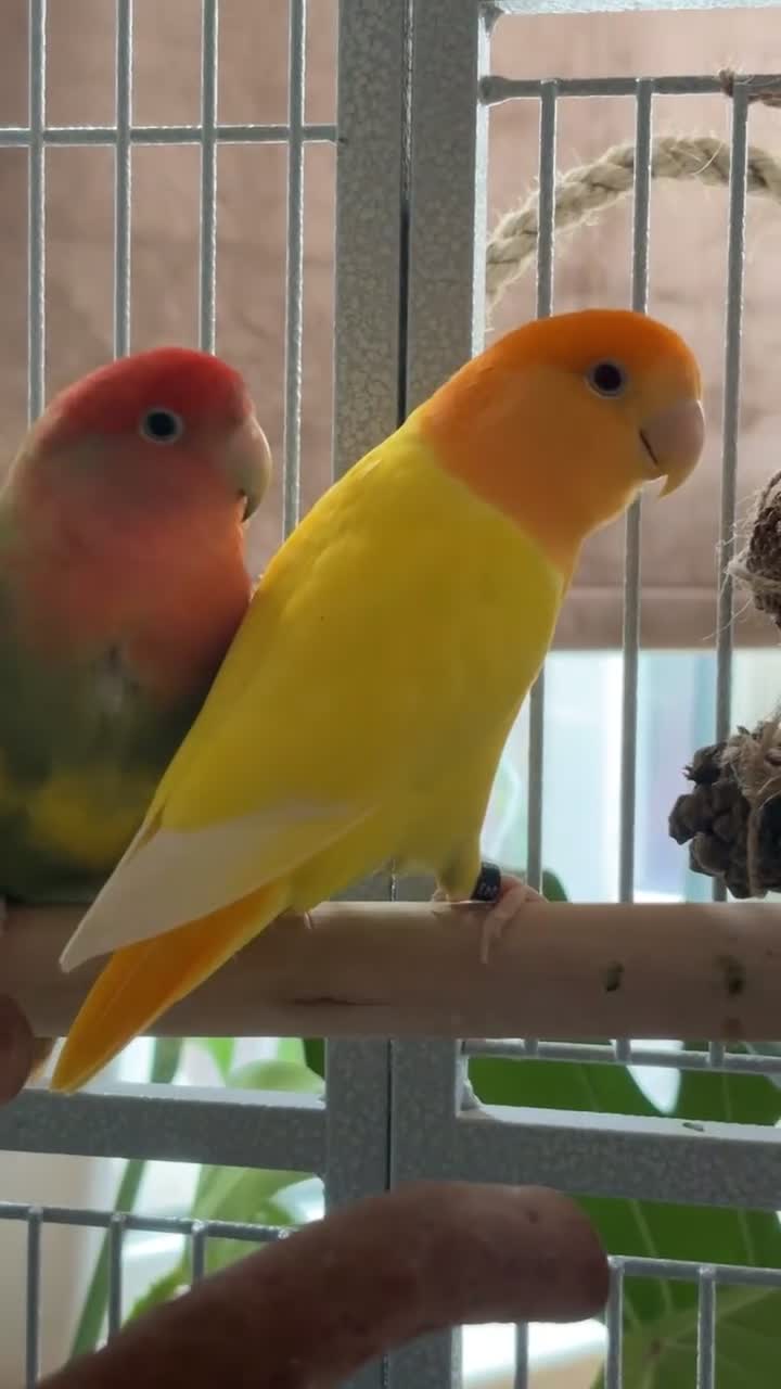 Lovebirds birds for sale: 2 Lovebirds (pair) Must go together, Read desc - Video 2