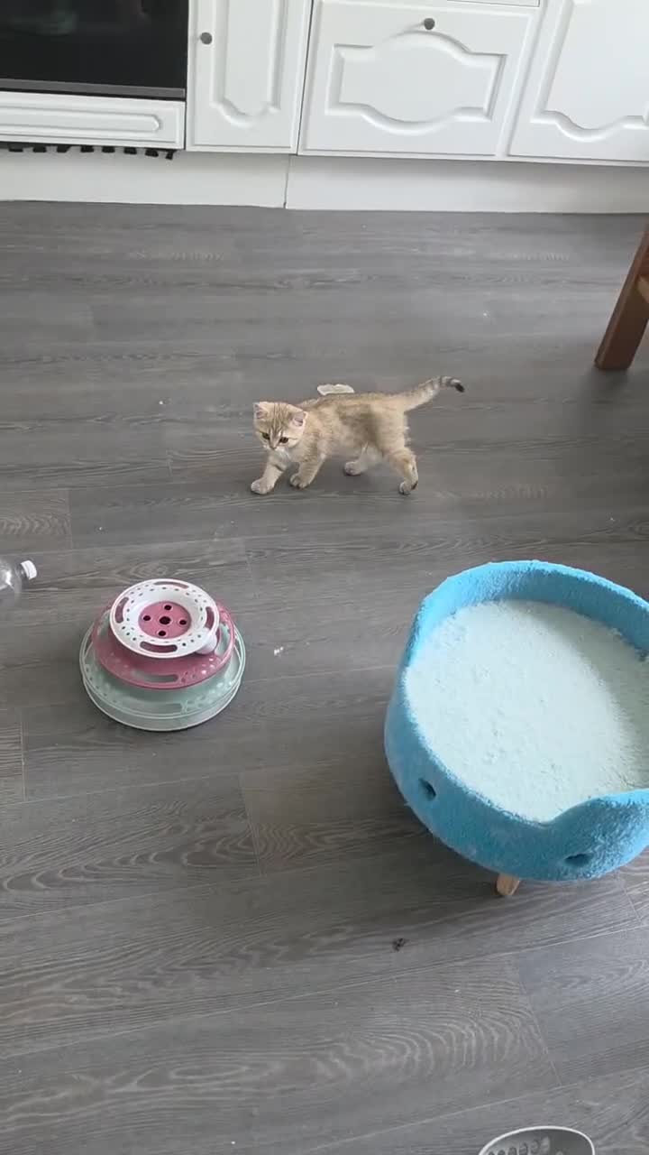 British Shorthair cats for sale: 🐱 British Shorthair Kittens for Sale 🐱 - Video 1