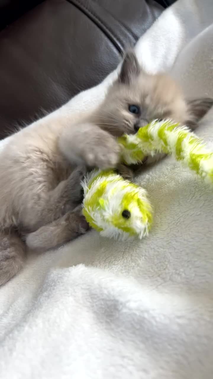 Ragdoll cats for sale: Ragdoll kittens - Video 1