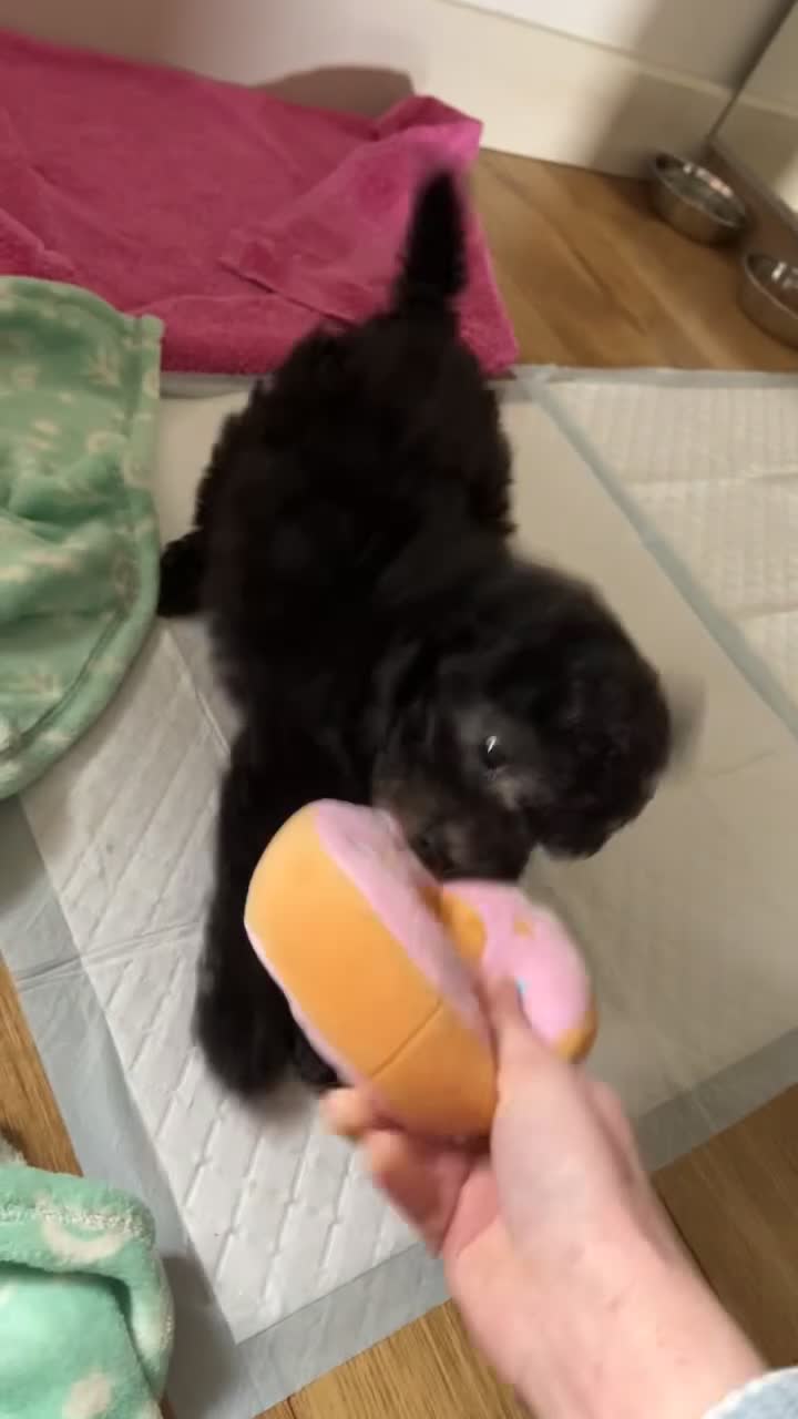 Toy Poodle dogs for sale: Female Toy Poodle Puppy, 8 weeks old - Video 2