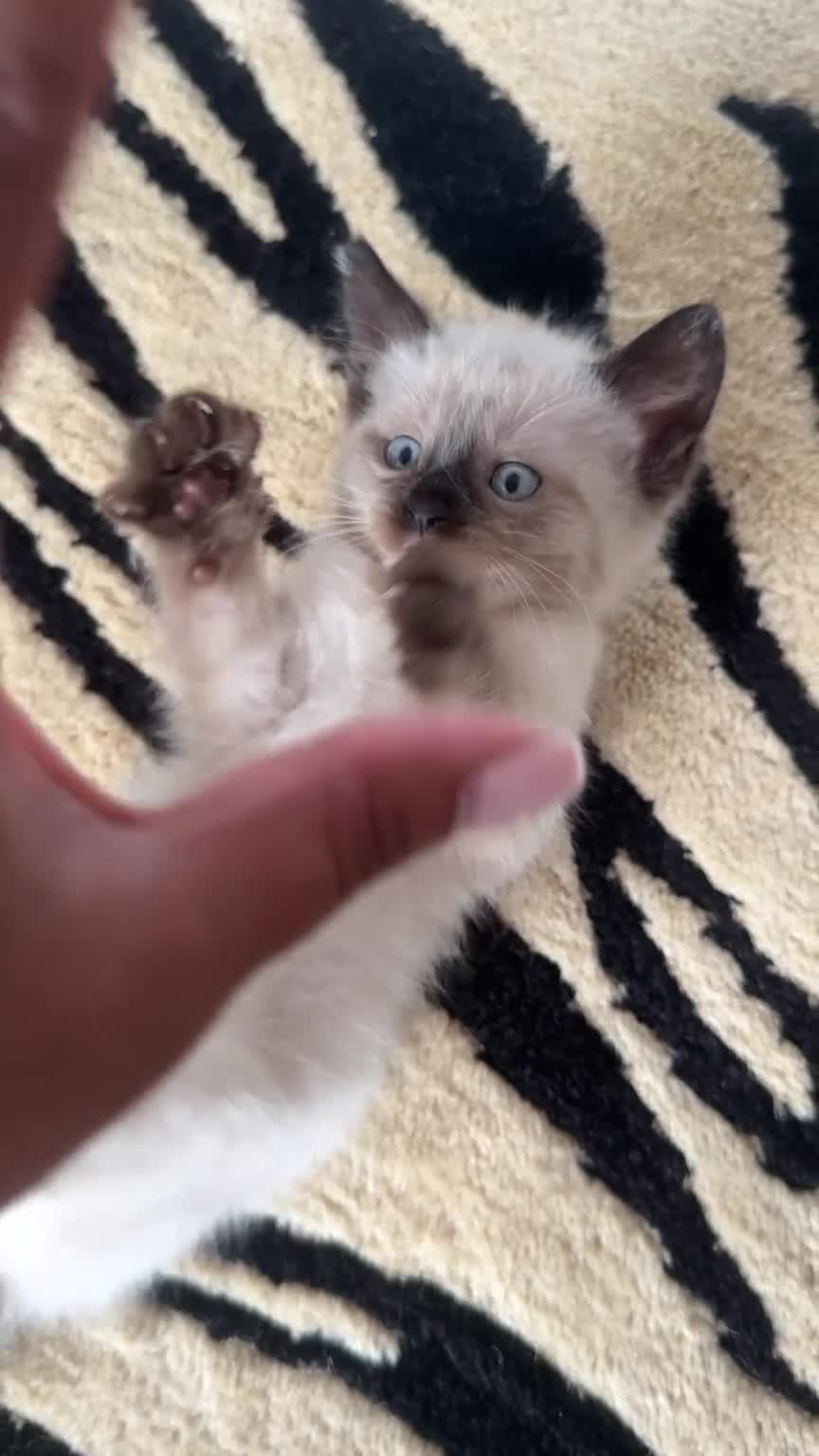 Mixed Breed cats for sale: Devon Rex x Siamese Kittens Ready End of June - Video 3