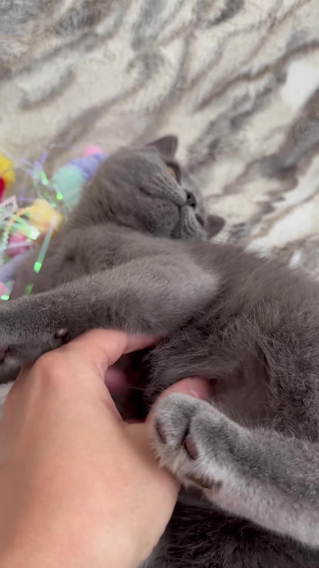 British Shorthair cats for sale: Registered gorgeous bsh boy. - Video 2