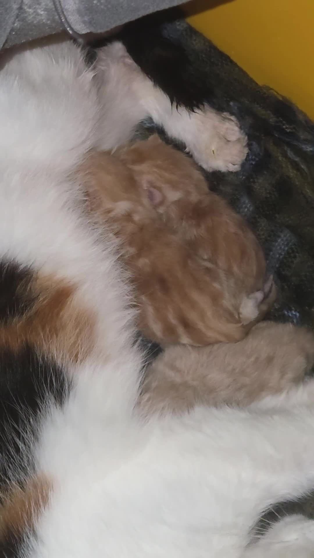 Mixed Breed cats for sale: Beautiful kittens - Video 2
