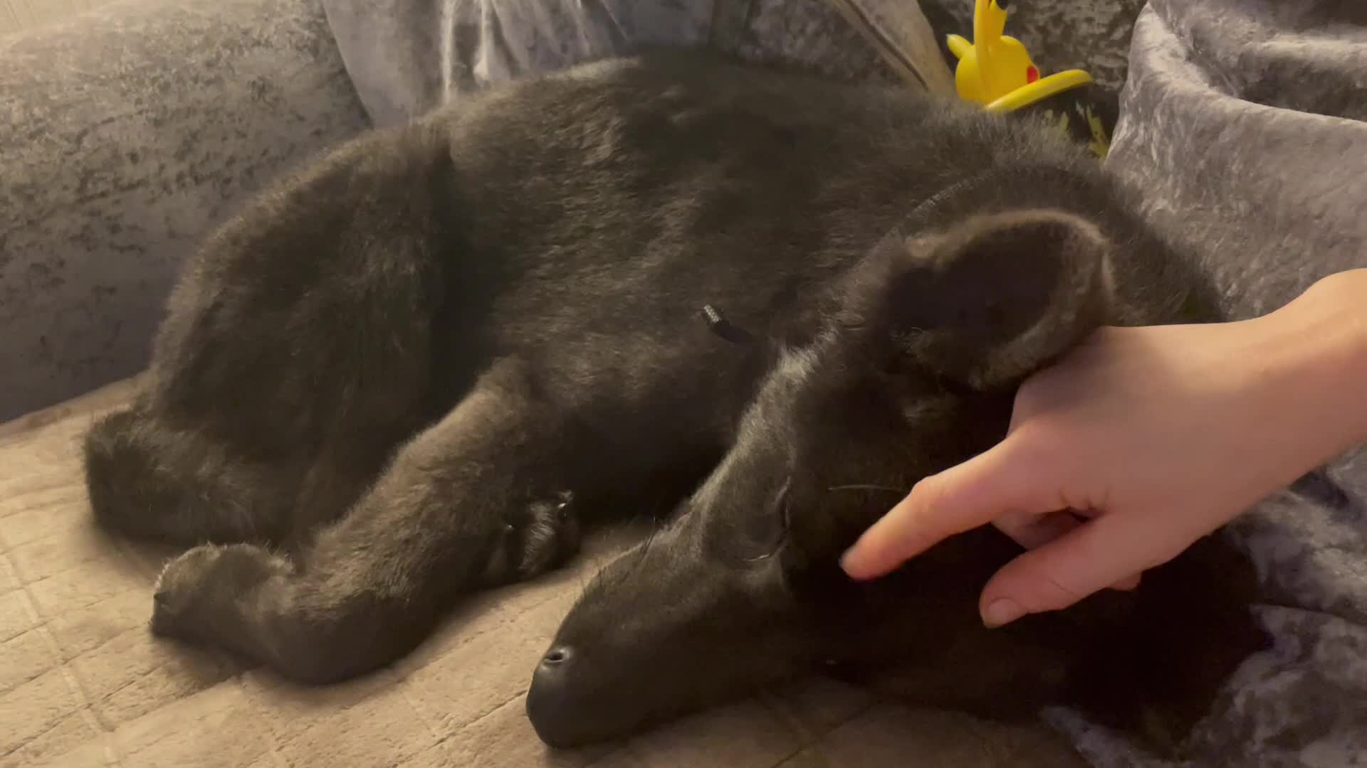 German Shepherd dogs for sale: Beautiful solid blue German shepherd female  in Crewe - Video 2