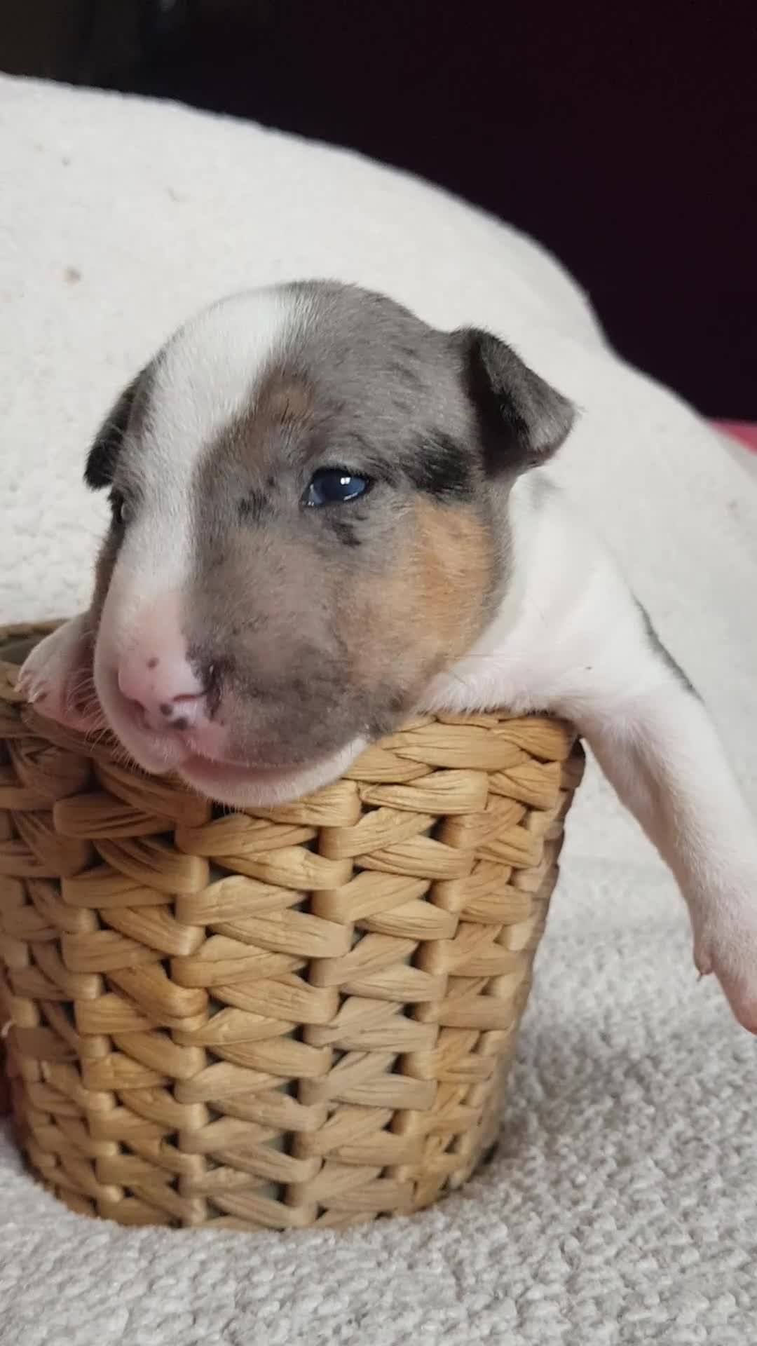 Miniature Bull terrier dogs for sale: AKC & KC Registered Miniature English bull terrier - Video 2