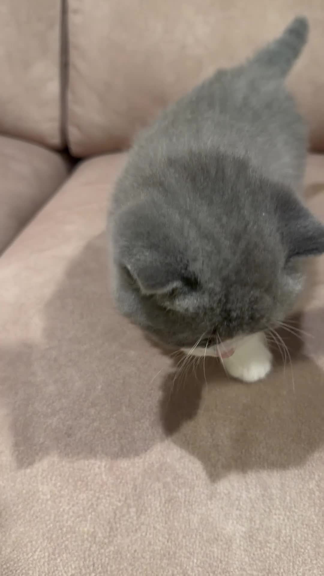 British Shorthair cats for sale: Bi Colour British Shorthair Kittens, Exc Pedigree  - Video 1