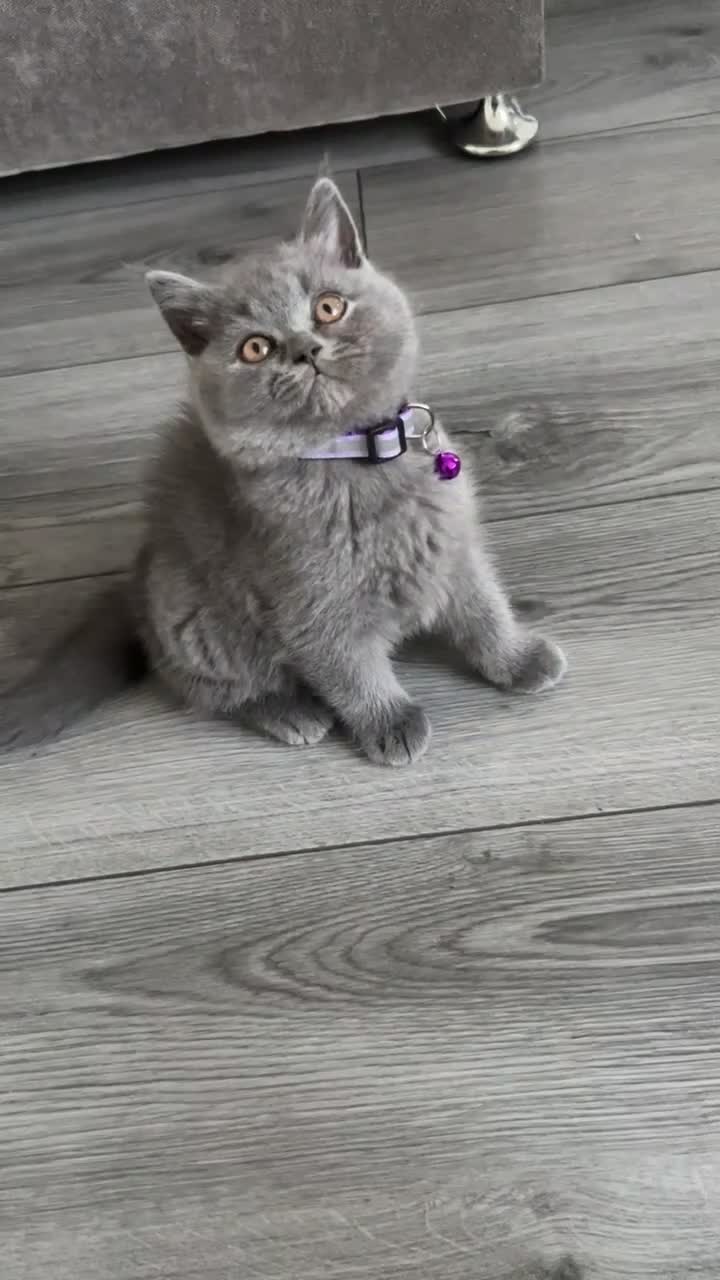 British Shorthair cats for sale: British Short hair kittens for Sale  - Video 3