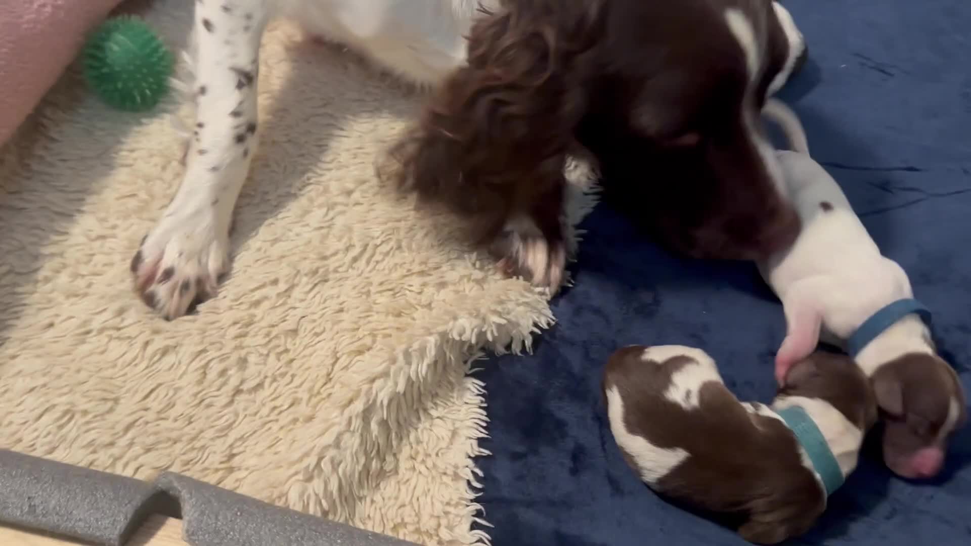 English Springer Spaniel dogs for sale: KC registered Springer Spainel  - Video 1