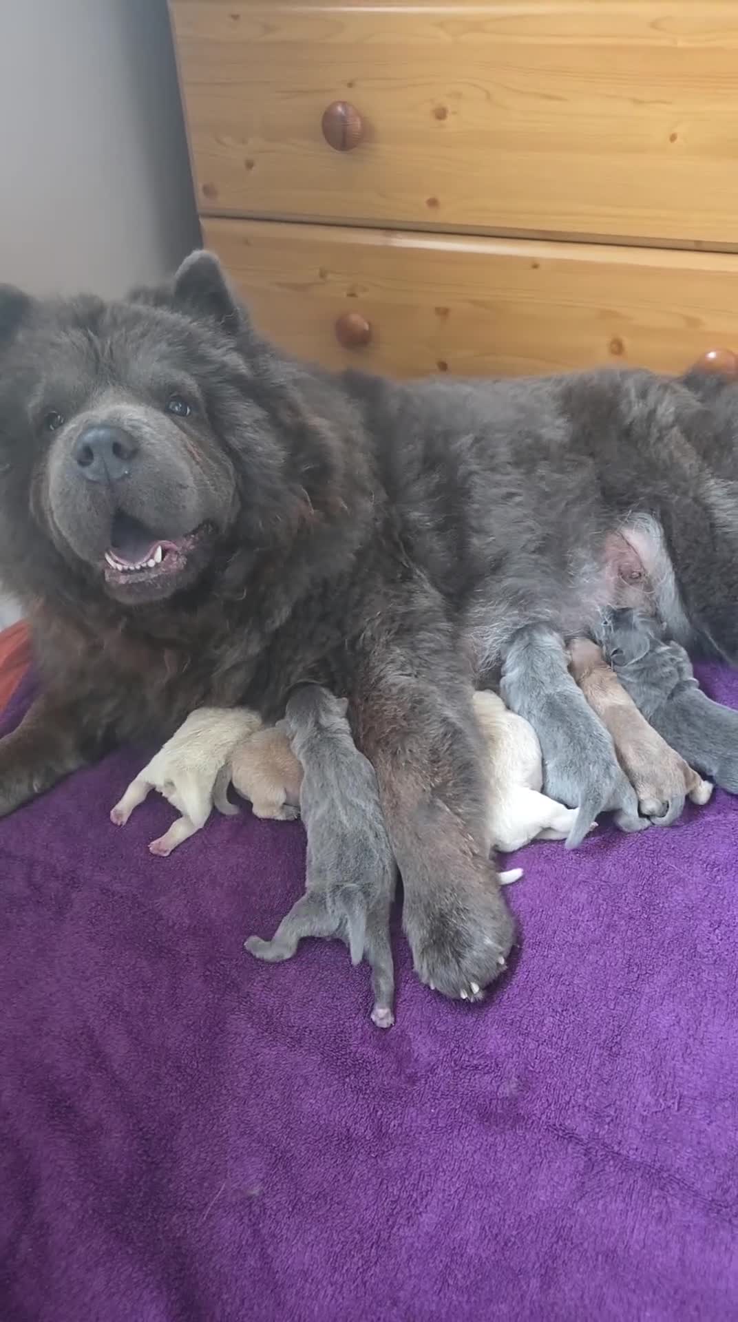 Chow Chow dogs for sale: 7 beautiful chow chow for sales - Video 1