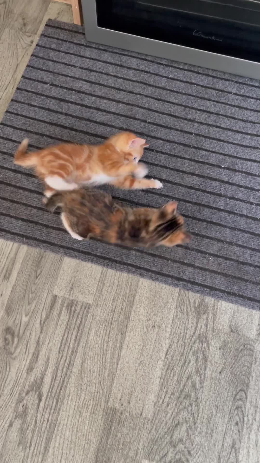 Mixed Breed cats for sale: Adorable Kittens Looking for Their Forever Homes - Video 1
