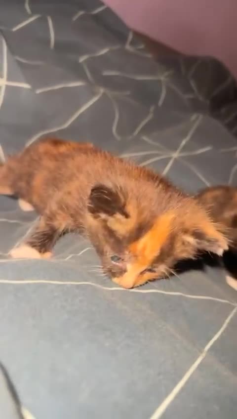 Mixed Breed cats for sale: Beautiful kittens for sale - Video 2