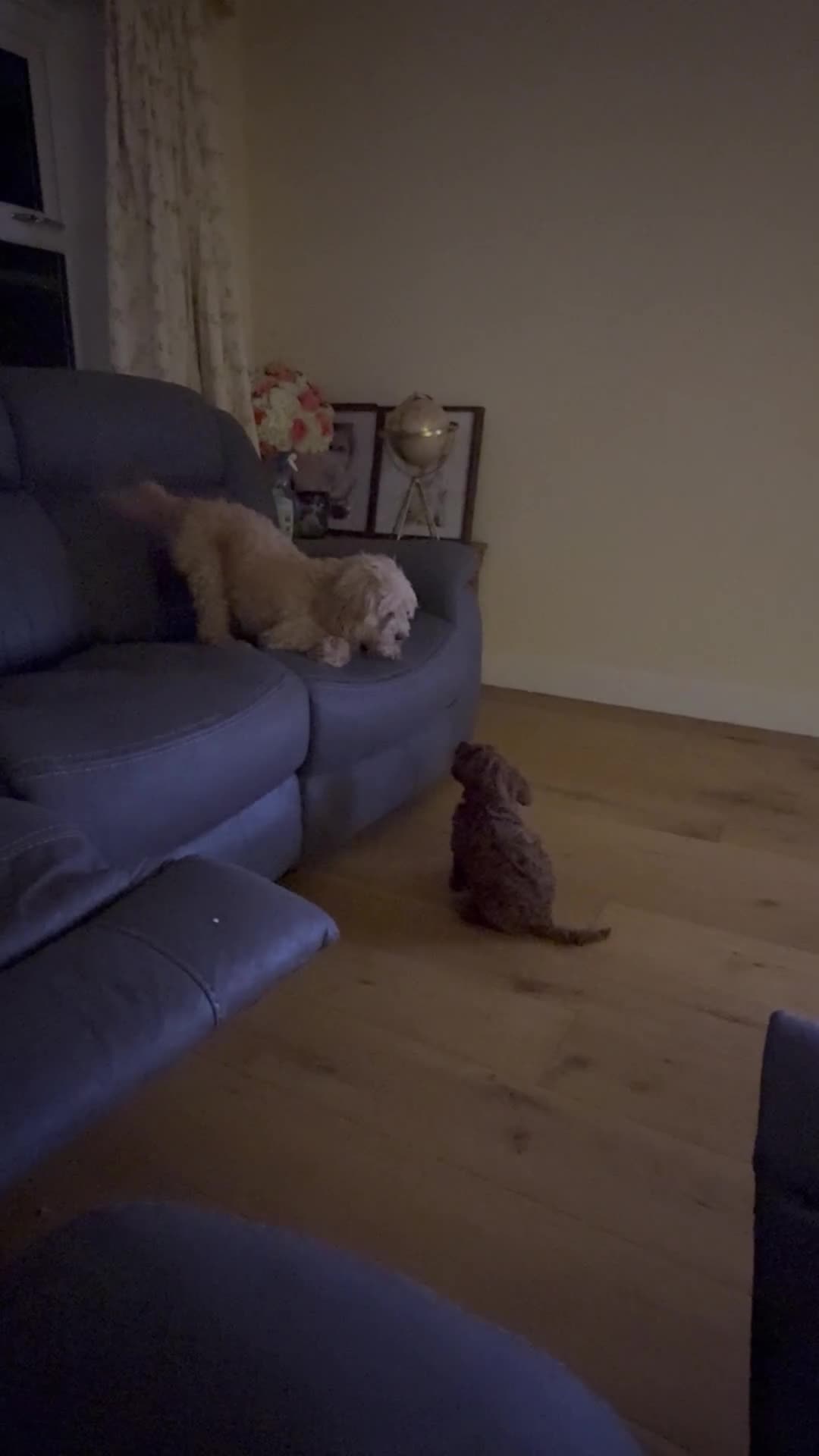Cavapoo dogs for sale: Lovely cavapoo girl - Video 1