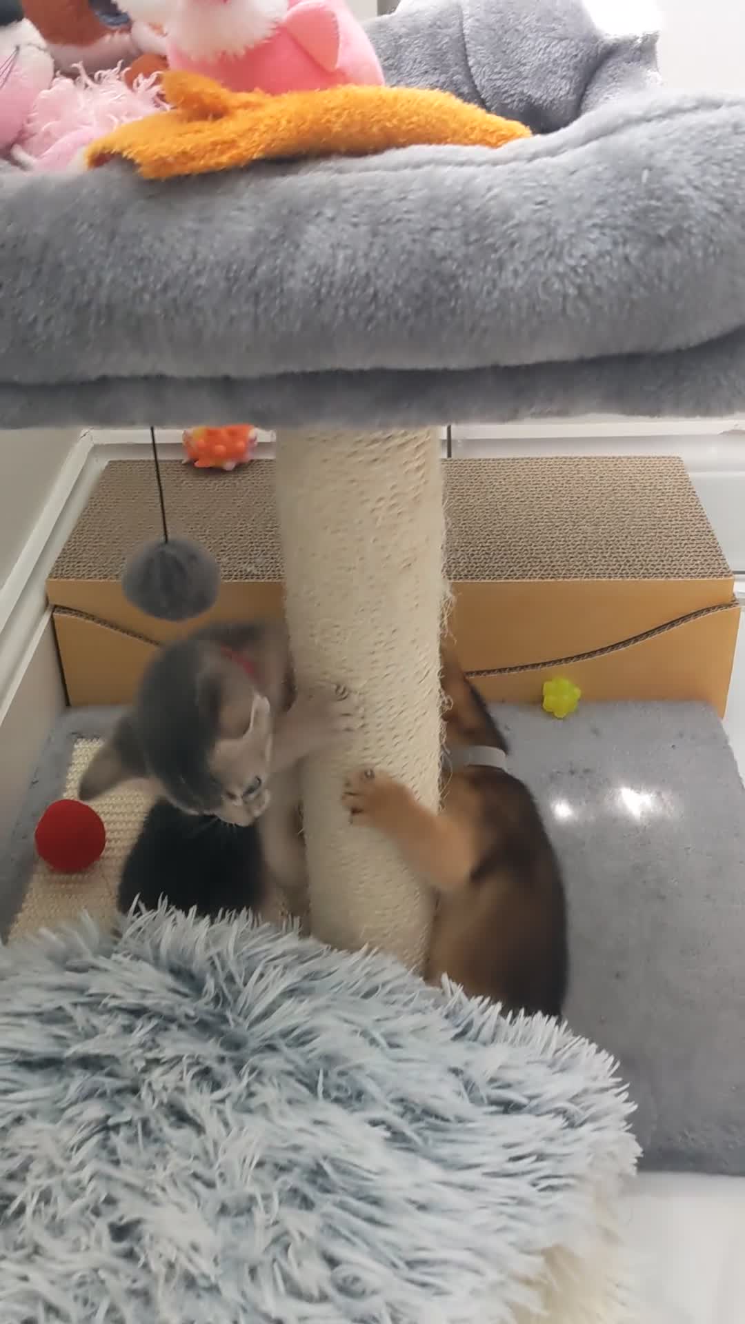 Abyssinian cats for sale: LAST 🤎🤎GIRL🐈 Available 💙🤎 TICA pedigree  in Ruislip - Video 3