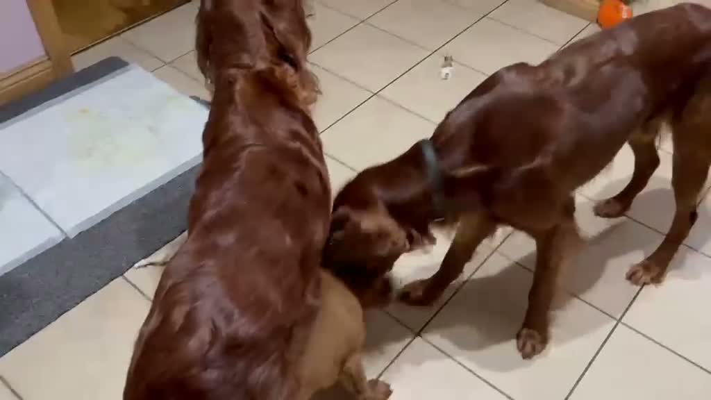 Irish Setter dogs for sale: Irish Setter Puppy - Video 2