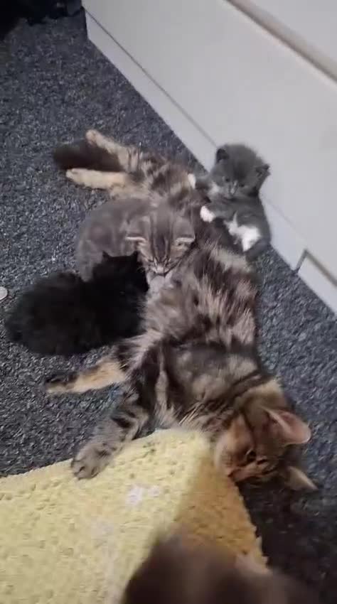 Mixed Breed cats for sale: Fluffy kittens  - Video 5