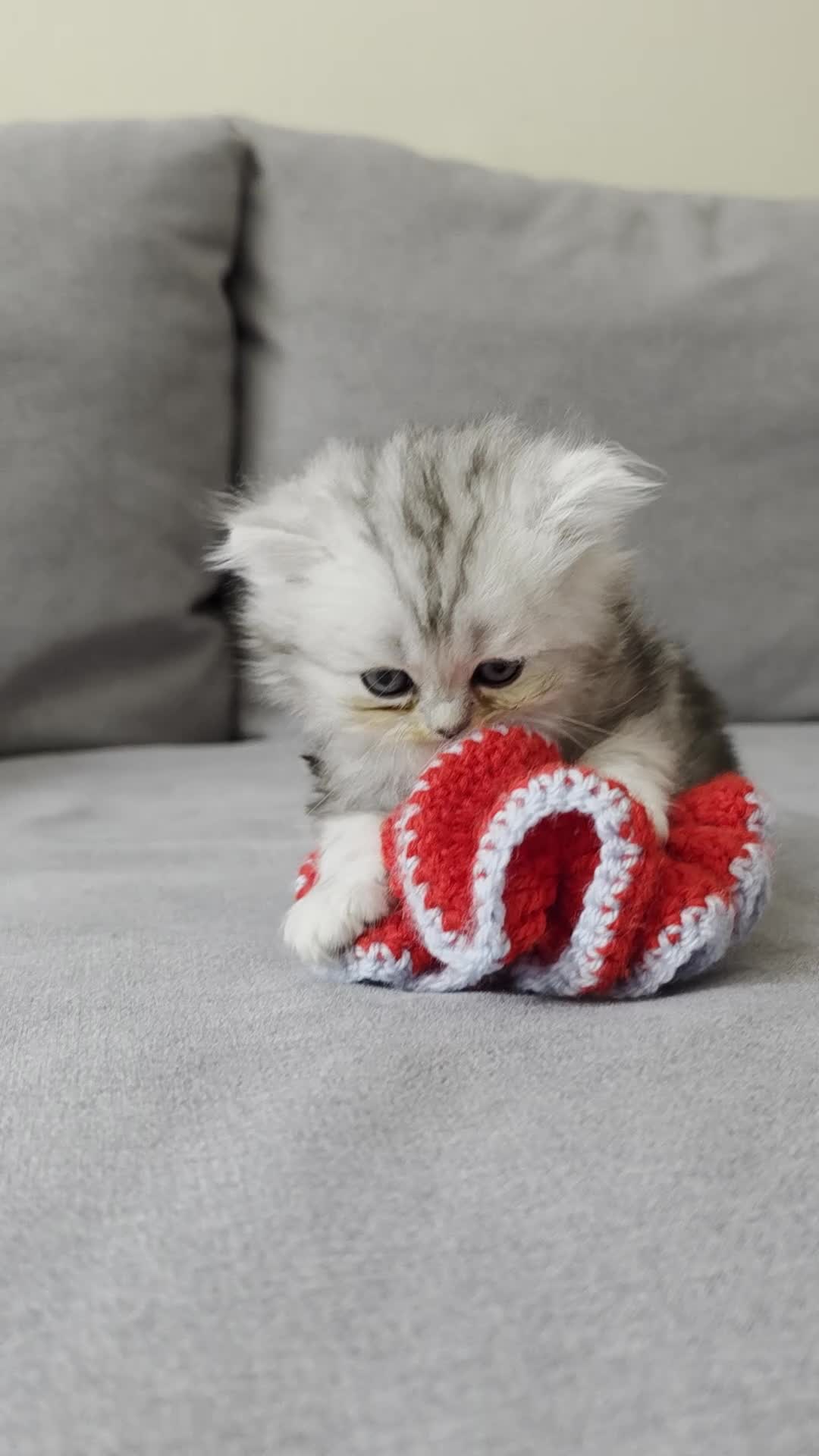 Persian cats for sale: Persian ragdoll / chinchilla kittens - Video 2