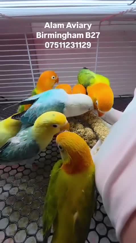 Lovebirds birds for sale: Hand Tame Lovebird various Mutations - Video 3