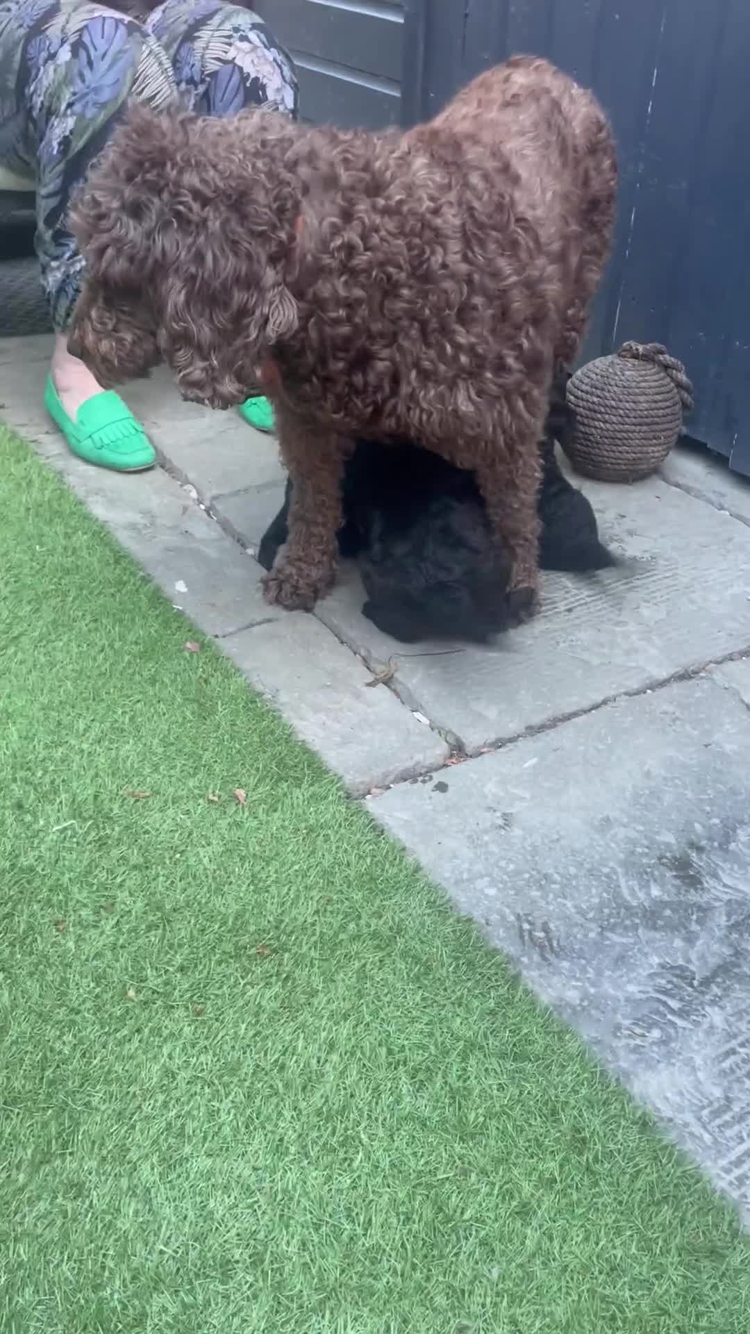 Cockapoo dogs for sale: Cockapoo puppies - Video 1