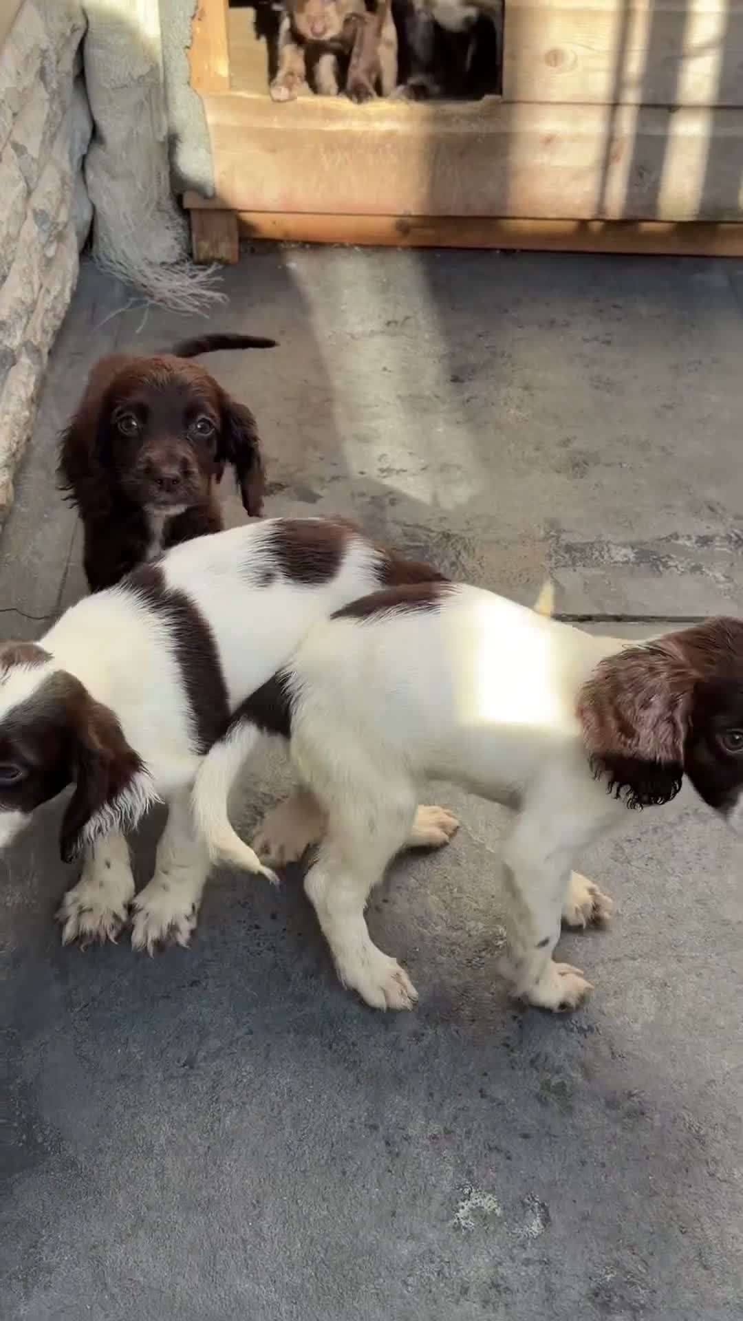 Cocker Spaniel dogs for sale: Cocker Spanial’s  - Video 2
