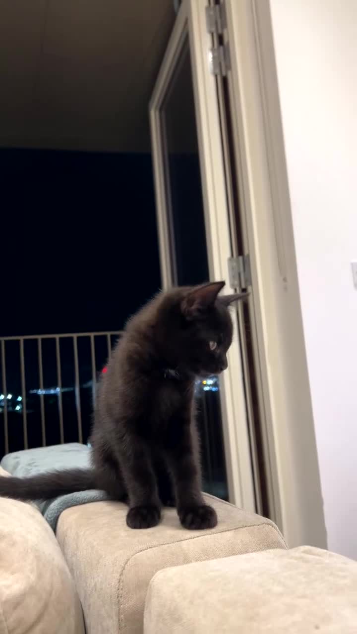 Mixed Breed cats for sale: British Shorthair Cross Kittens - 8 Weeks - Video 3