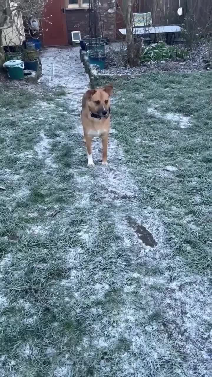 Mixed Breed dogs for adoption: Beautiful Nala in Cullompton - Video 3