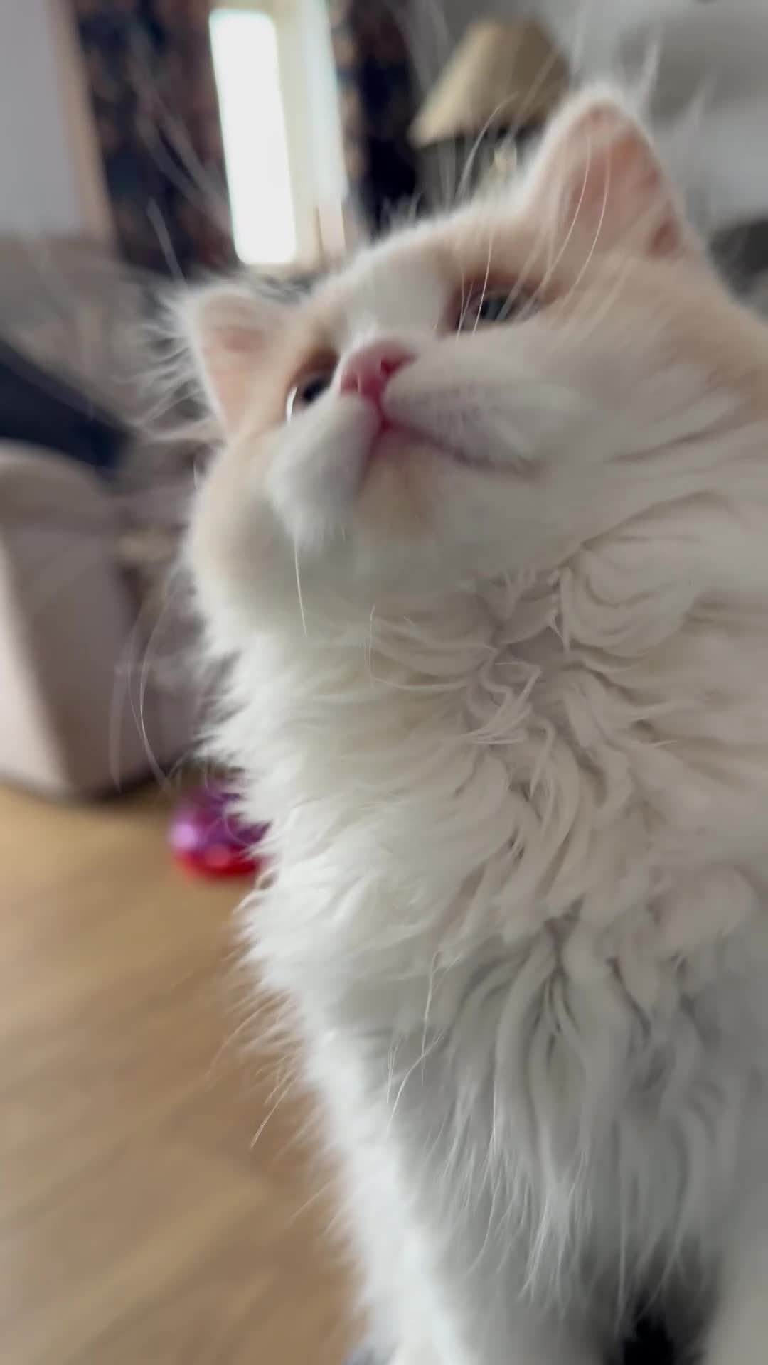 British Longhair cats for sale: Ready now . British longhair boy  - Video 1