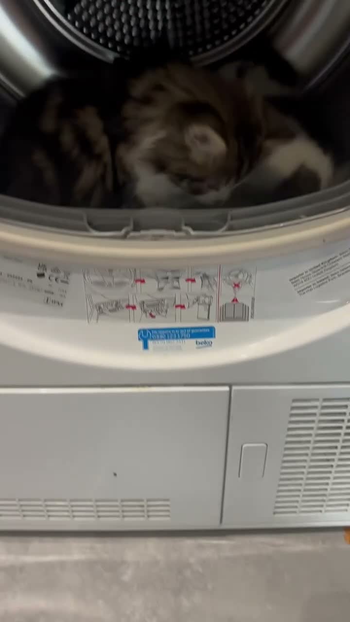 Maine Coon cats for sale: 2 x Male Maine coon mixed breed kittens  in Beverley - Video 1