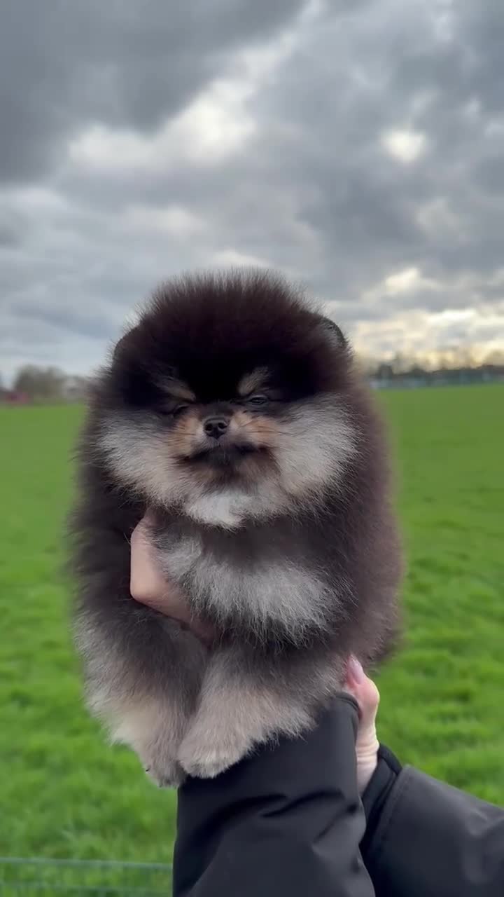 Pomeranian dogs for sale: ♥️ Adorable Pomeranian Puppies ♥️ - Video 4