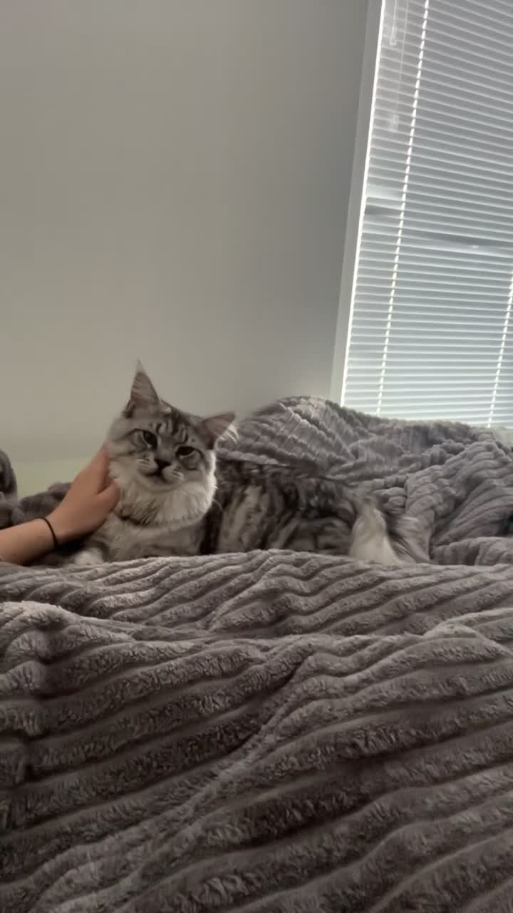 Maine Coon cats for stud: Dexter - XXL Maine Coon Male (Age: 1 Yr) - Video 1