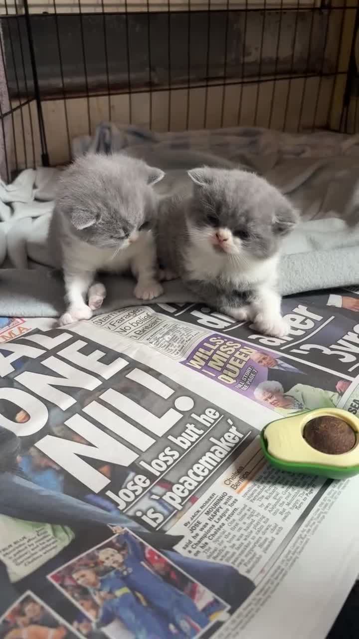 British Shorthair cats for sale: British blue boy for sale  in Shipley - Video 2