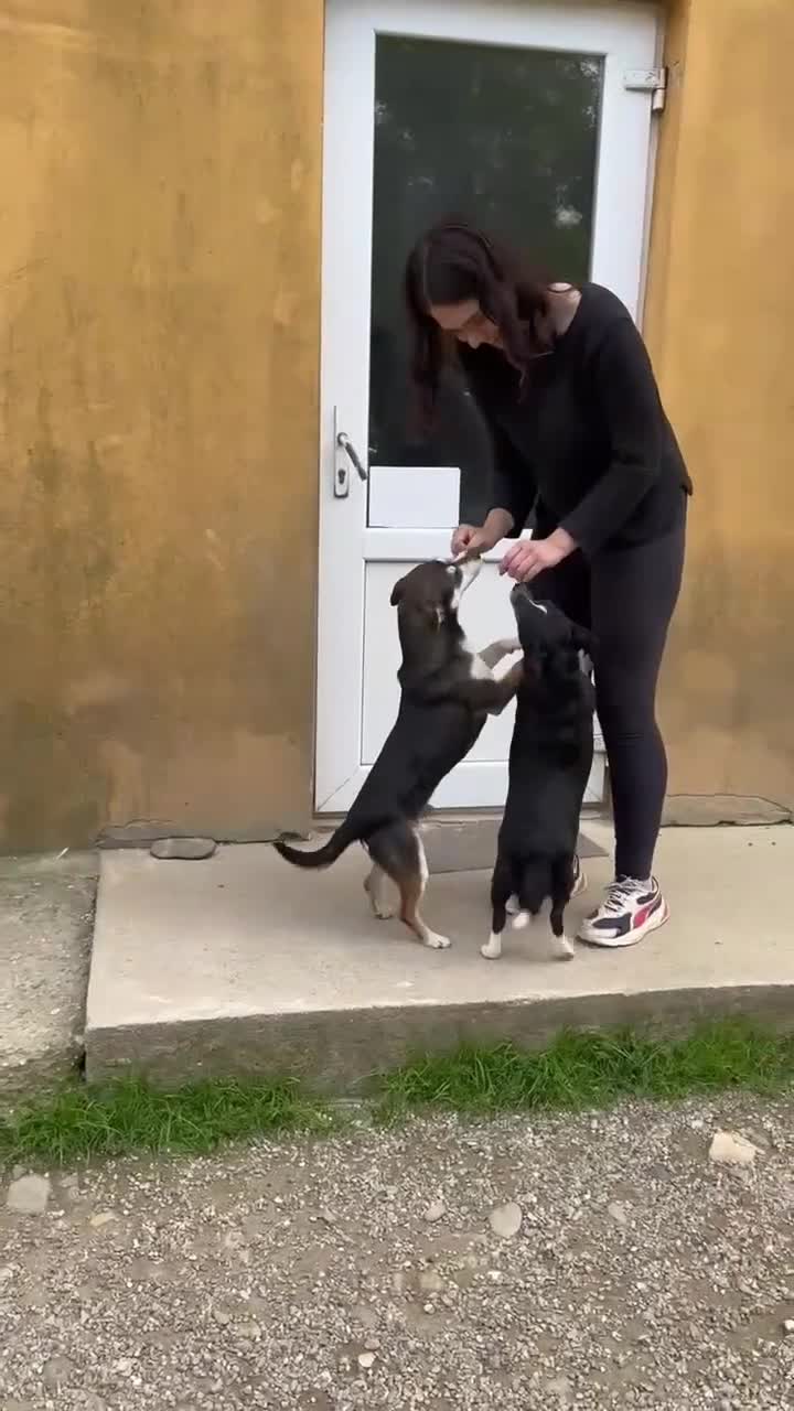 Mixed Breed dogs for adoption: Ginnie and Freddie 🐾 bonded couple  - Video 4