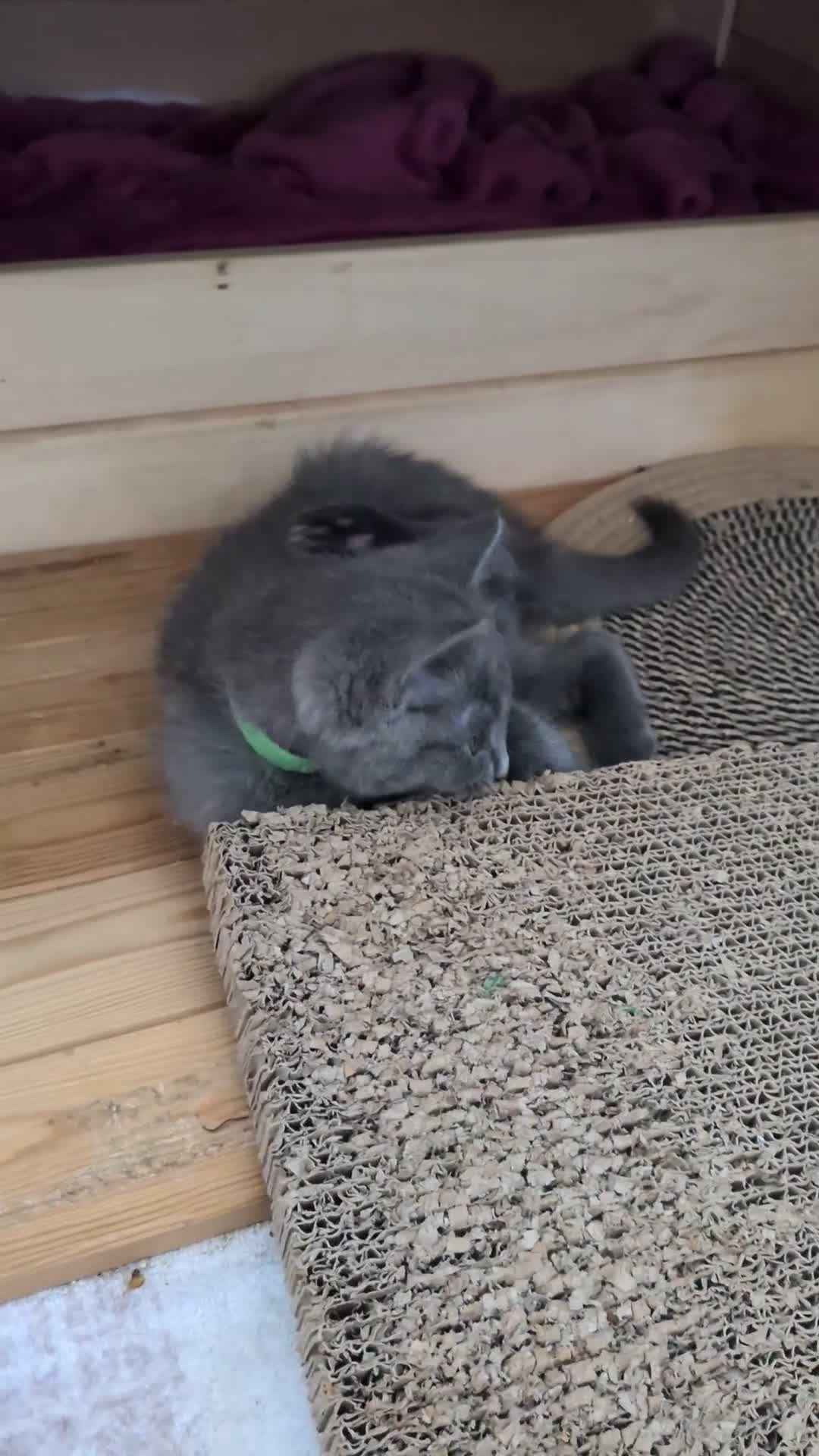 Russian Blue cats for sale: Beautiful russian blue kittens 4 girls ready now  - Video 1