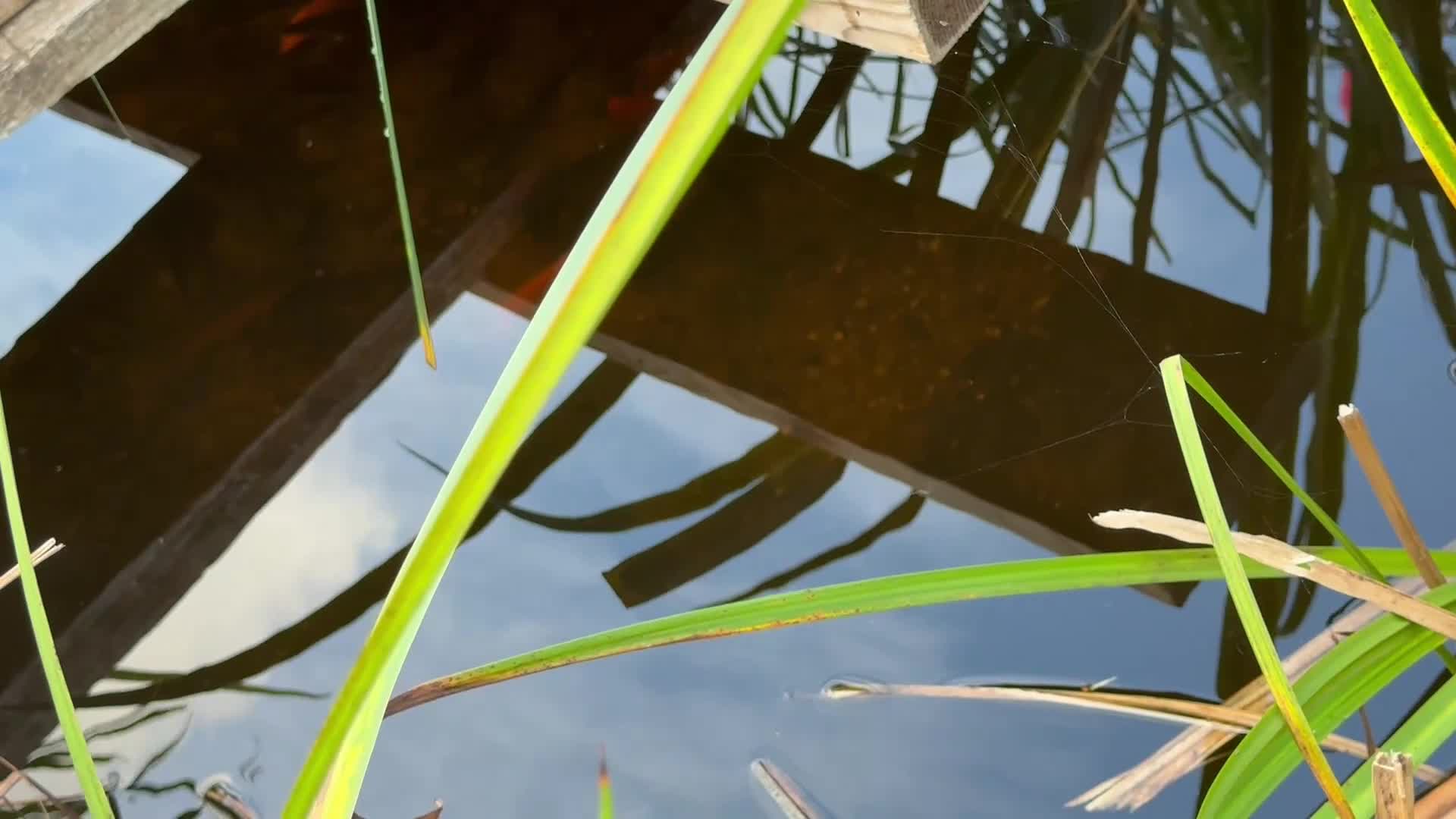 Catfish fish for sale: Pond and fish  for sale  in Waltham Cross - Video 3
