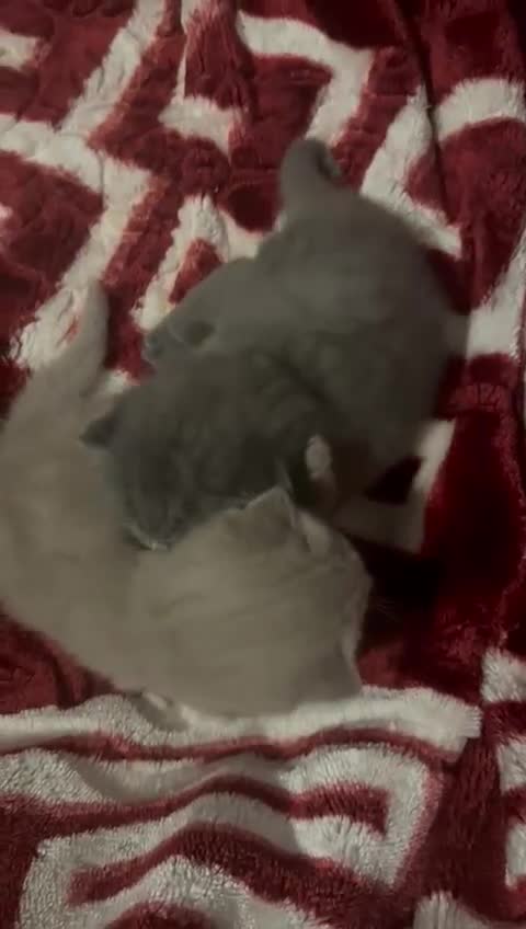 British Shorthair cats for sale: Four stunning British shorthair kittens  - Video 2