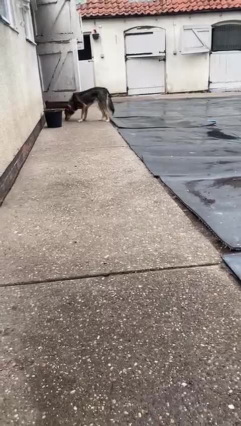 Mixed Breed dogs for adoption: Have you got the dedication to save this soul ? - Video 2