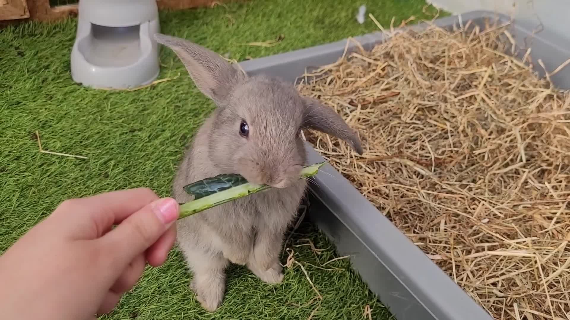 Mini Lop rabbits for sale: Beautiful Mini Lops - READY TO LEAVE - Video 1