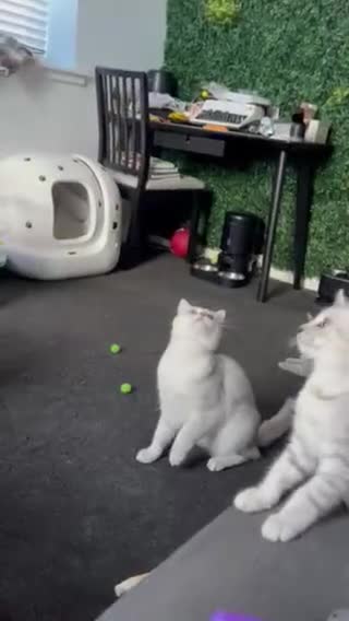 British Shorthair cats for sale: Beautiful British Shorthair Kittens... - Video 1
