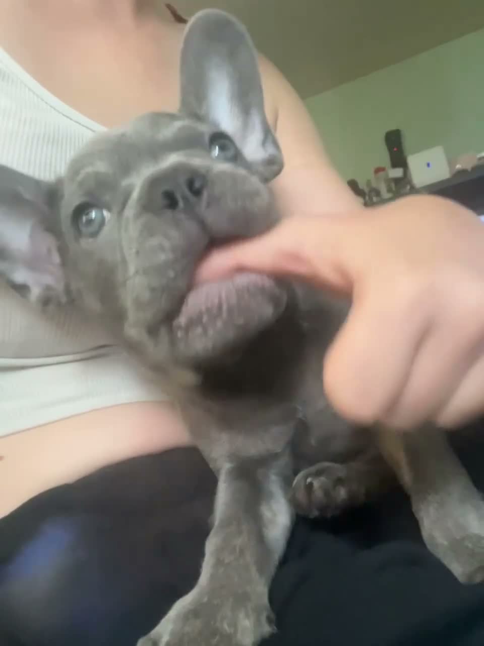 French Bulldog dogs for sale: 9 week old blue French bulldog  in Gravesend - Video 2