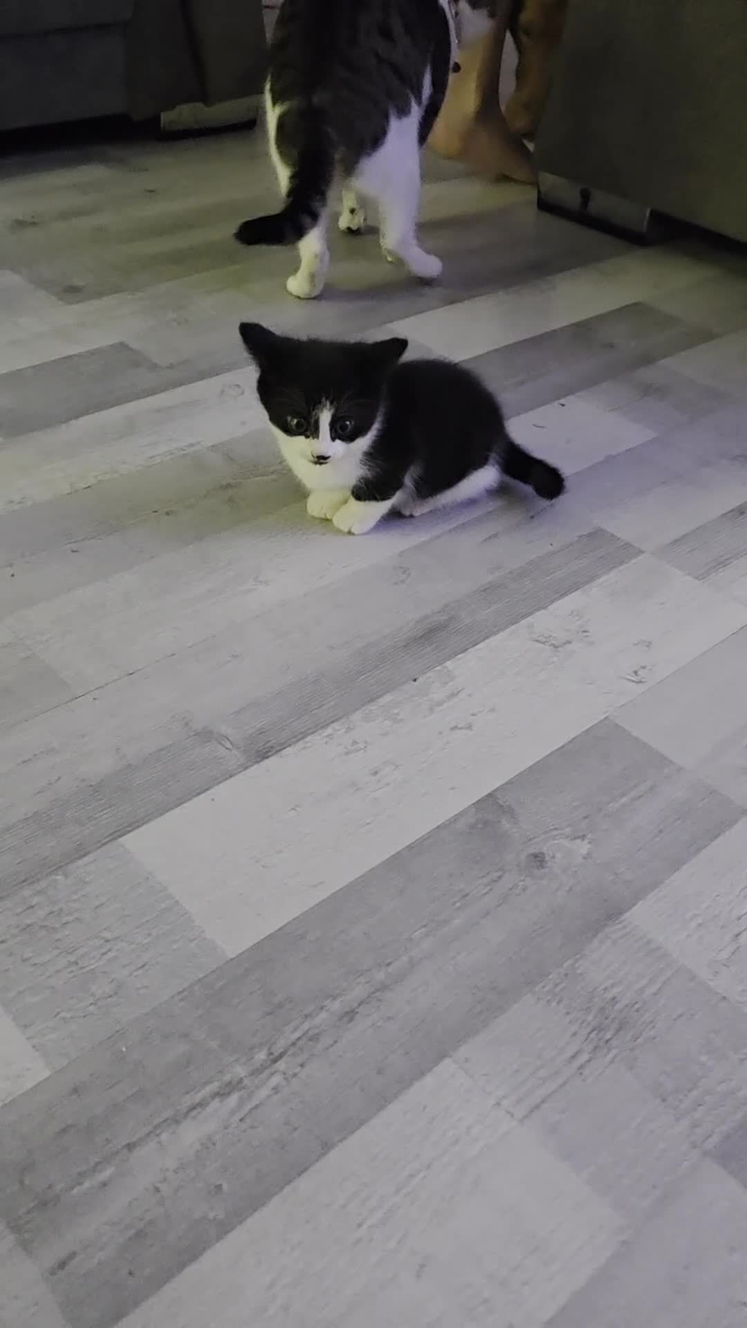 Mixed Breed cats for sale: Kitten - Video 1